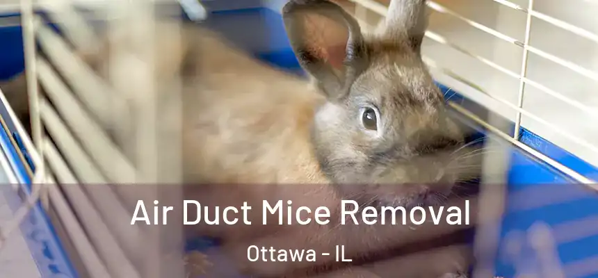  Air Duct Mice Removal Ottawa - IL